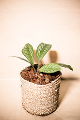 Schismatoglottis asperata var.